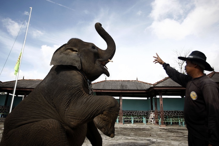 Elephant receives training from elephant keeper for circus performance.