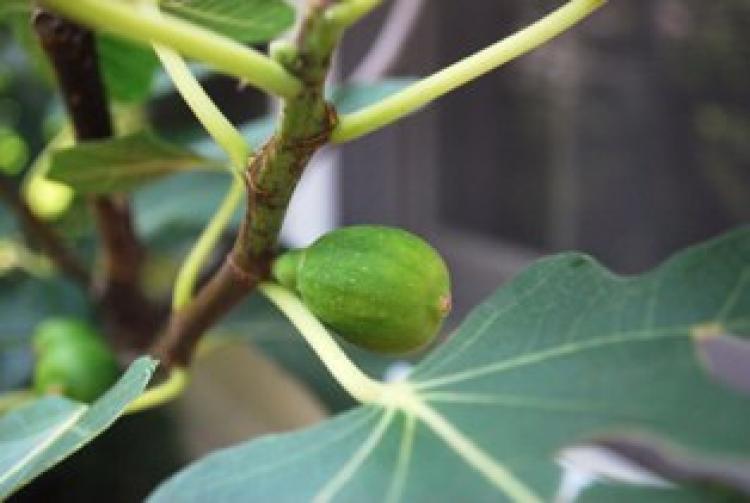 A closeup of a fig in a fig tree in this stock photo (PeterGriffin/ Public Domain Pictures.net)