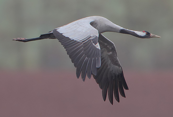 Eurasian crane, also known as common crane