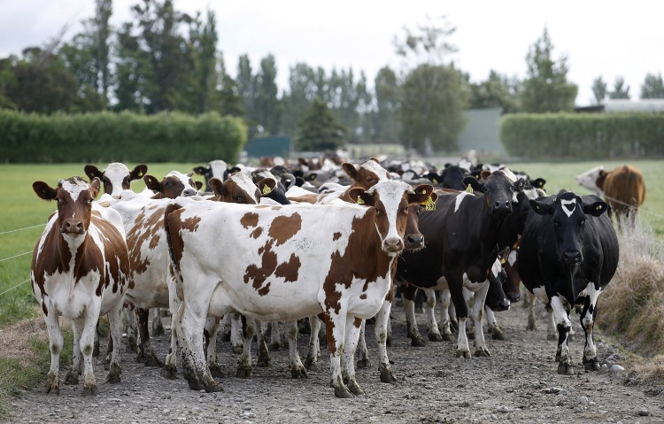 Fonterra, a New Zealand dairy co-operative, plans to cut back production at its organic certified sites. (Martin Hunter/Getty Images)
