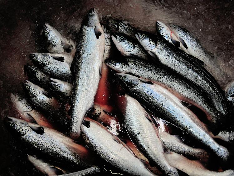 Salmon wait to be processed at a fish factory in Chile. A controversial fast-growing genetically engineered salmon developed in Canada could soon be approved for sale in the U.S. (Francisco Negroni/AFP/Getty Images)