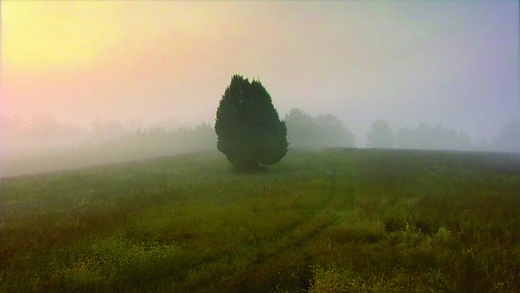 This solitary cedar tree is one of many landscapes surveyed by the narrator early in General Orders No. 9. It is a sequence that reveals a pastoral world that is both surreal and meditative. (Courtesy of Hotdocs.ca)