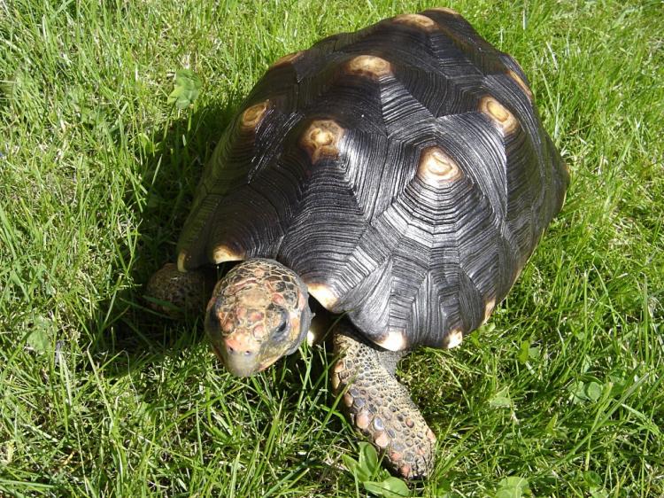 The red-footed tortoise, a born loner, is found to be capable of learning from others. (Wikimedia Commons)
