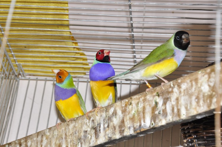 Gouldian finches with different head colors. (Stanley Gaw)