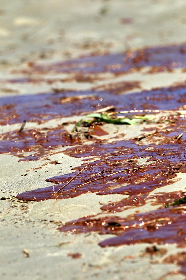 Oil from the gulf oil spill, coats sand at the mouth of the Mississippi River on May 17, south of Venice, Louisiana.  (John Moore/Getty Images)