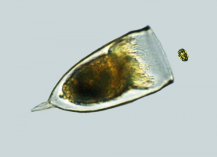 The zooplankton predator Favella sp. (left) and the fleeing phytoplankton Heterosigma. (University of Rhode Island) 