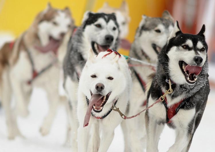 SLED DOGS: Siberian Husky sled dogs. Facebook pages, websites, and blogs have sprung up condemning the killing of 100 sled dogs to downsize a tour dog sled tour company in the resort town of Whistler, about 60 miles north of Vancouver.  (Joe Klamar /Getty Images)