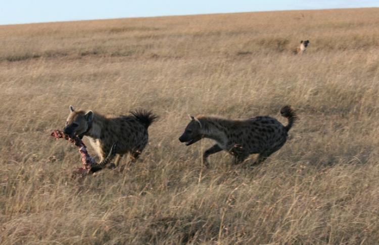 'GIVE ME THE FOOD': Two hyenas giggle over an antelope spine. (Theunissen et al./BMC Ecology)