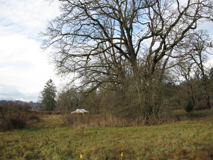 A tent covers an excavation unit at the Somenos Creek archaeological site on Vancouver Island in 2007.