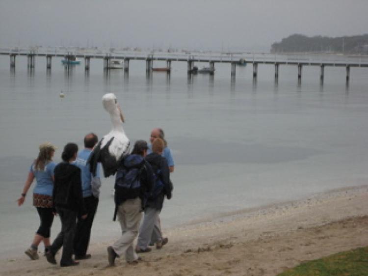 'Friends of The Earth' and pelican mascot embark on their 5 day, 100km walk from Sorrento foreshore  to Port Melbourne, Australia.