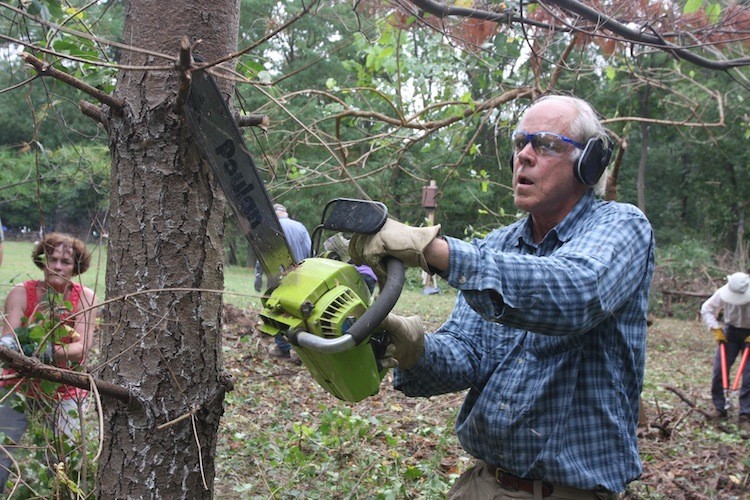 A Sierra Club volunteer trims a tree pre-cut down at Pelham Bay Park in the Bronx. (Zack Stieber/The Epoch Times)