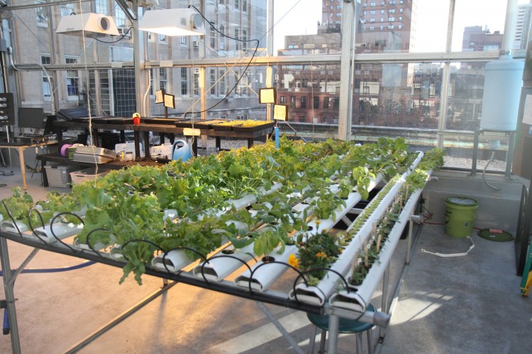 A view from the inside of an educational greenhouse on top of P.S. 333 on 93rd Street. According to the City Planning Commission, proposed zoning changes will make it easier to put greenhouses, and other green features, on rooftops. (Kristen Meriweather/The Epoch Times) 