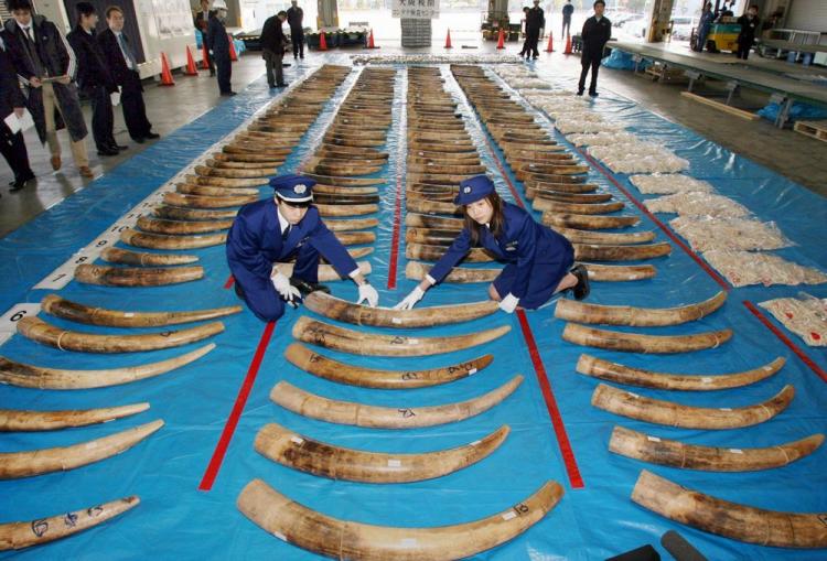Custom officers display a total of 2.8 tons of ivory on March 1, 2007, a record amount seized in Japan, a top black market destination for elephant tusks. The U.N.'s Convention on the International Trade of Endangered Species of Fauna and Flora rejected Zambia and Tanzania's request to sell it's stockpile of ivory. (AFP/Getty Images)