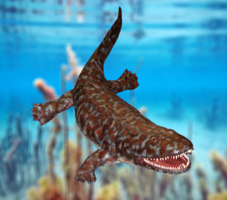 A reconstruction of Ichthyostega in the State Museum of Natural History, Stuttgart, Germany. Models showing the tetrapod as a salamander-like creature are no longer correct, according to new British research. (Dr. Günter Bechly/Wikimedia Commons)