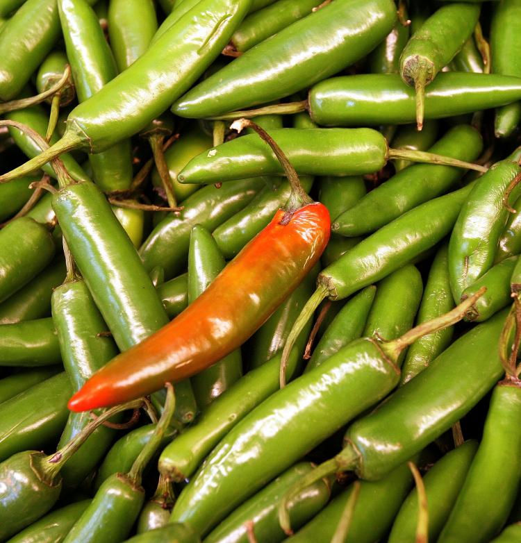 PEPPERS: Jalapeno peppers are displayed in the Shop 'N' Save Market March 15, 2006 in Des Plaines, Illinois. (Tim Boyle/Getty Images)