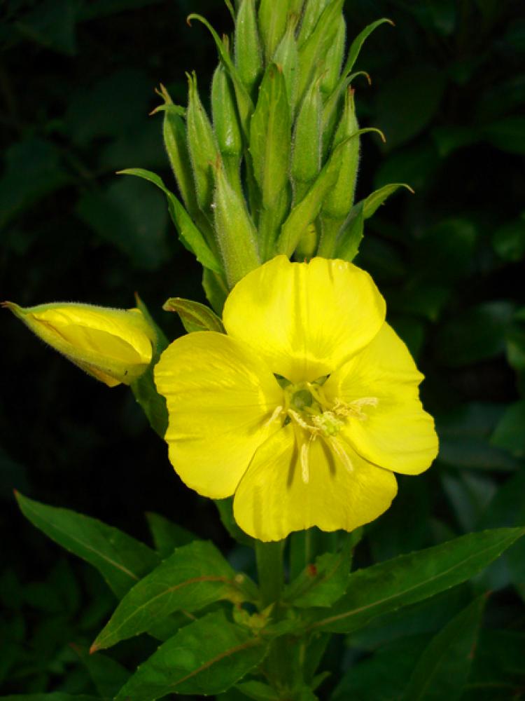 The colorful flower display of the Evening Primrose is short-lived; from the initial opening of a blossom at dusk till its demise takes less than 24 hours. The plant continues to produce blossoms from June through October. (Elisabeth Horbach / The Epoch Times)