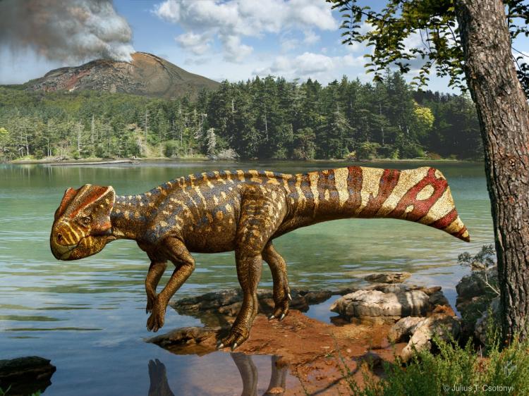 NEW DINOSAUR: A reconstruction of what Koreaceratops hwaseongensis may have looked like.  (Julius T. Csotonyi)