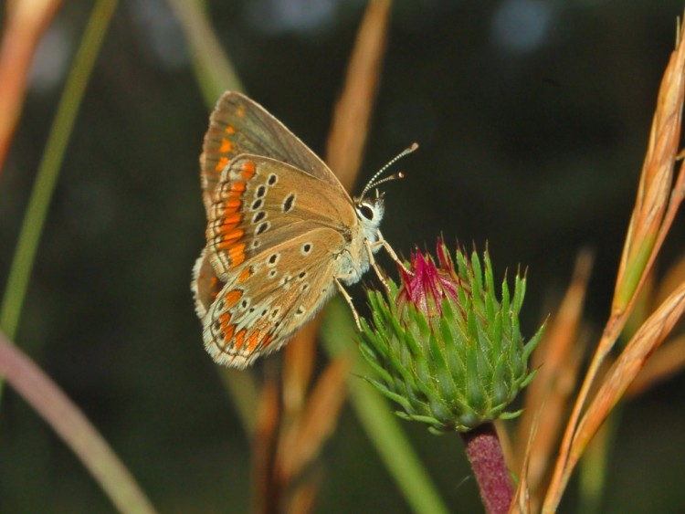 The brown argus butterfly, Aricia agestis. (Hectonichus/Wikimedia Commons)