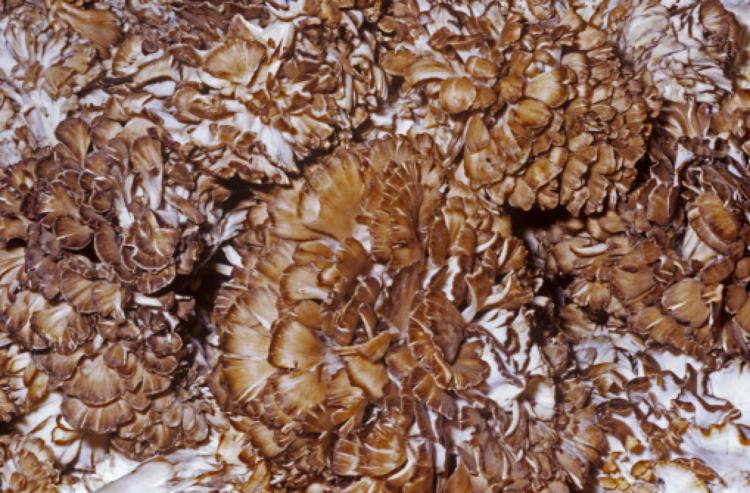 Maitake mushroom is like a hen's ruffled feathers. (Ken Lucas/Visuals Unlimited, Inc.)