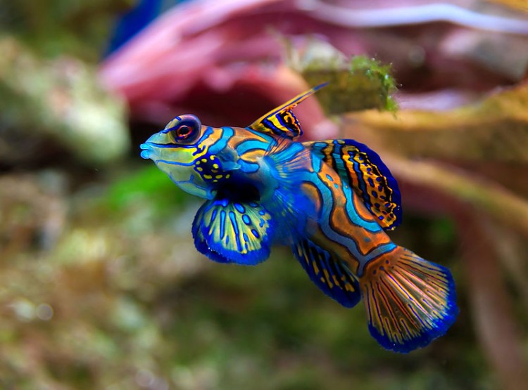 Mandarinfish / Mandarin dragonet / Synchiropus splendidus