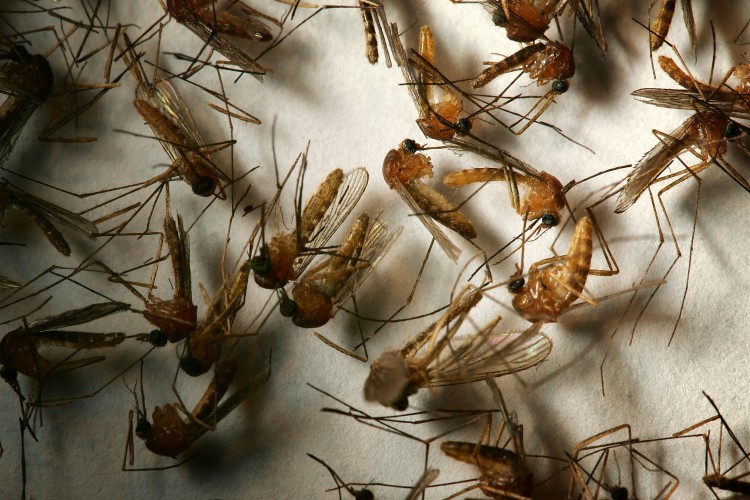 A field sample of mosquitoes that could carry West Nile virus. One researcher hypothesizes that the mosquito-borne virus may have mutated. (David McNew/Getty Images)