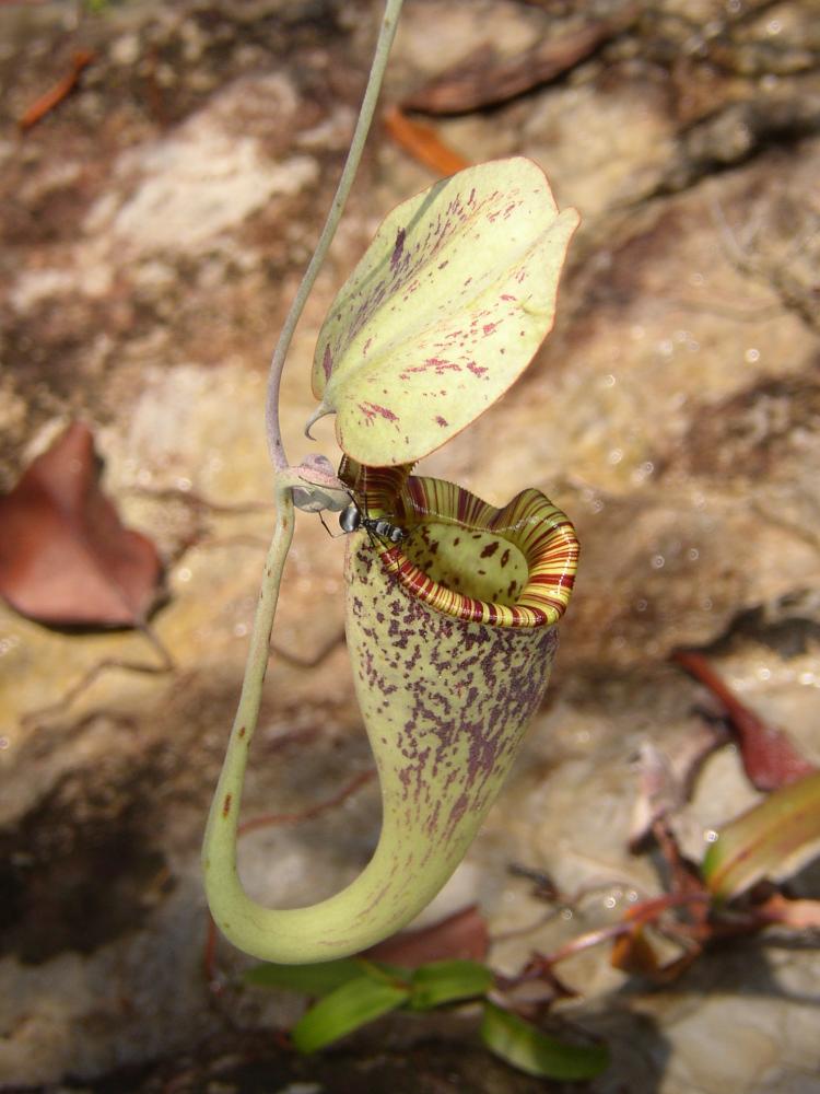 TOILET AND FEEDER: A Nepenthes rafflesiana pitcher. Scientists found Hardwicke's woolly bats roosting in Nepenthes rafflesiana pitchers, and the plant gains extra nutrition from the bats' excrement. (Wikimedia Commons)