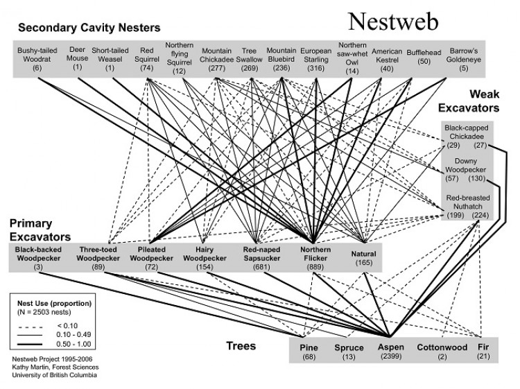 This diagram shows which animals prefer which trees, and the excavators that make the cavities that provide safe environments for sleeping, reproduction, and raising young. (Courtesy of Cathy Martin)