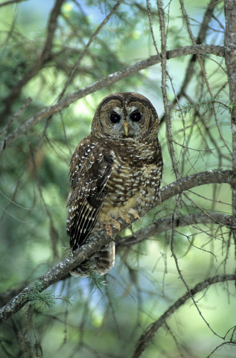 The northern spotted owl has been reduced to around a dozen in British Columbia, the only place it exists in Canada. MP Peter Julian says if the provincial government doesn't do more to protect the owl's habitat, it may be time for the federal government to intervene using the federal Species at Risk Act to take emergency action. (Photo by Wayne Lynch)