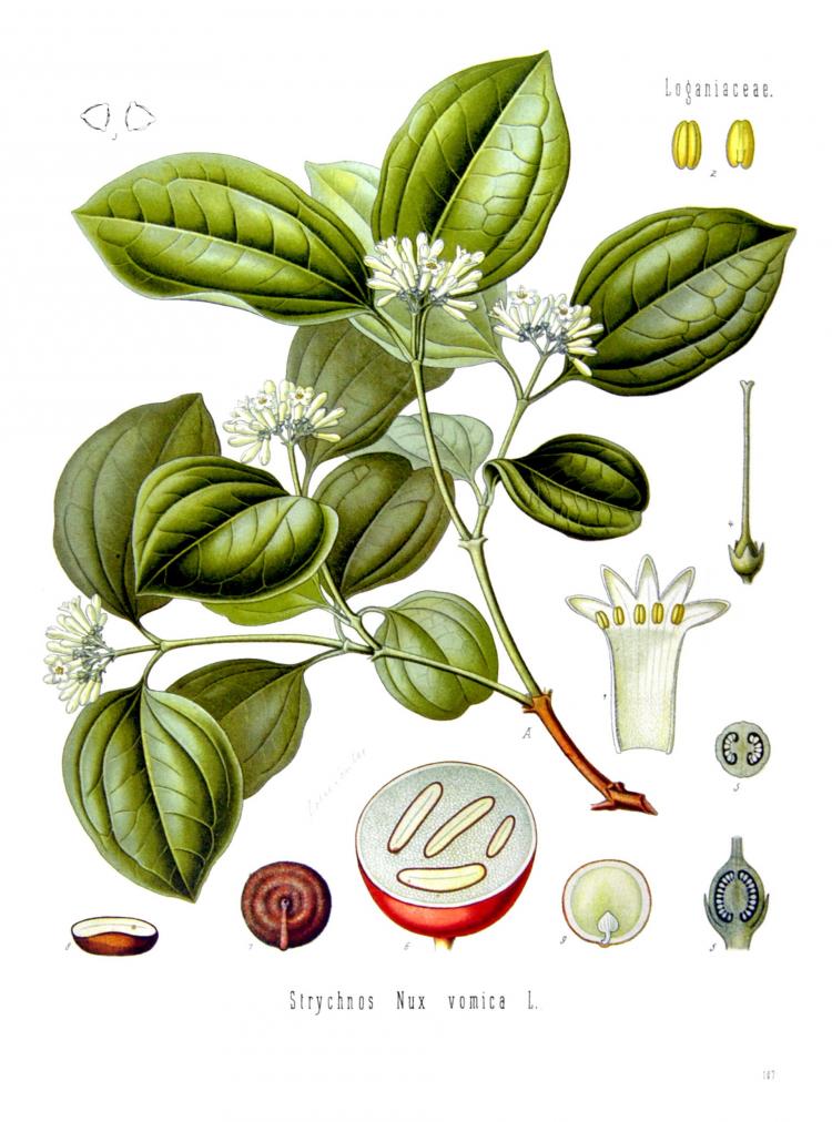 NUX VOMICA: This homeopathic remedy has many uses. (Koehler's Medizinal-Pflanzen)