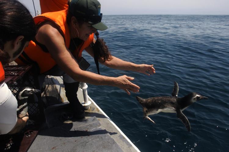 A member of the Brazilian Environmental Institute (Ibama) releases a penguin 40 miles from the coast of Santos, Brazil. (Mauricio Lima/Getty Images )