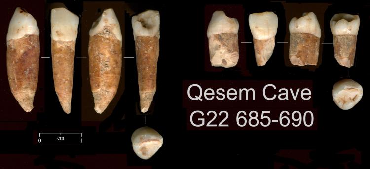 OLDEST HUMAN TEETH FOUND: Archaeologists found evidence that humans lived in Israel 400,000 years ago, including these teeth, some of which are dated from 300,000 to 400,000 years ago. ( Avi Gopher/Tel Aviv University)