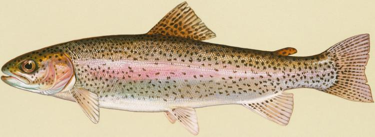 Protecting Salmon: The EPA is gearing up to enforce new label restrictions on three chemicals to prevent their use near salmon habitats in California, Idaho, Oregon, and Washington.  (US Fish and Wildlife Service)