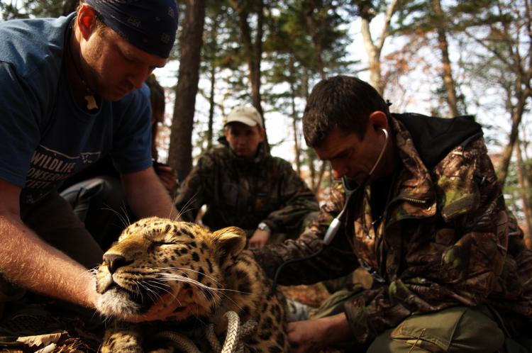 CHECK-UP: Experts perform tests on a sedated Amur leopard, an endangered long-legged leopard from Russia (COURTESY ANDREW HARRINGTON)