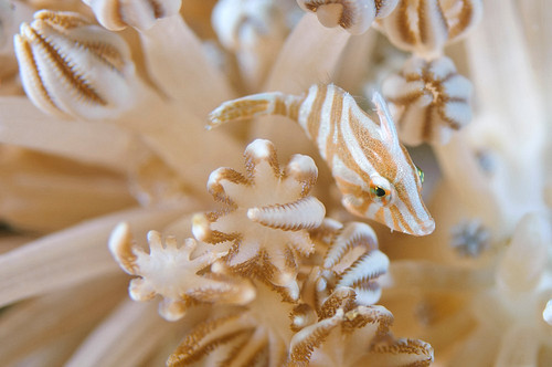 A well-camouflaged radial filefish among the feeding tentacles of a xeno coral at Manado in Sulawesi, Indonesia. (Matthew Oldfield)