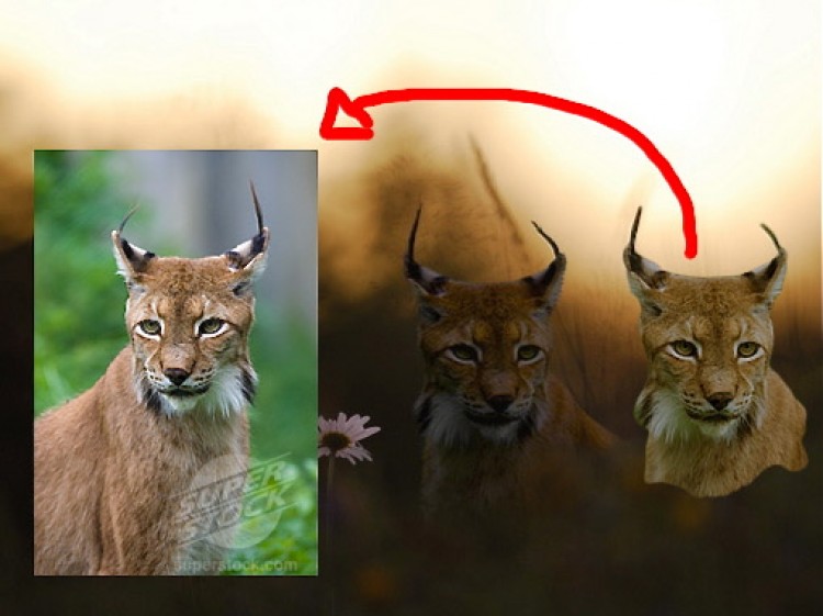 This picture from Swedish website Flashback.org shows how famous photographer Terje Helleso made one of his over 90 faked pictures of wild lynxes by cutting and pasting from stock photos. (flashback.org)