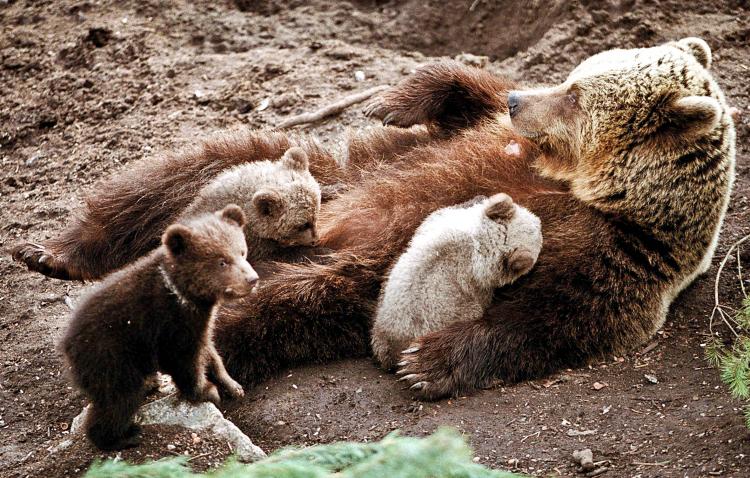 A bear and her cubs at a zoo in Stockholm, Sweden. Unlike a few decades ago, Swedes fear coming across a bear the most in the wild, over any other animal. (Henrik Montgomery/AFP/Getty Images)