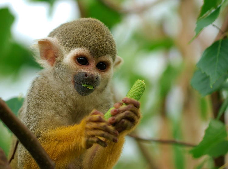 Squirrel Monkeys spend most of their time in the trees