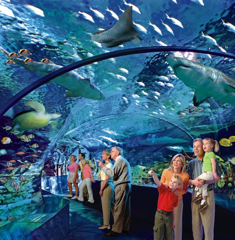 Artist's rendition of the Shark Lagoon, a shark tank tunnel that will be part of the new Ripley's Aquarium of Canada. (Ripley Entertainment)