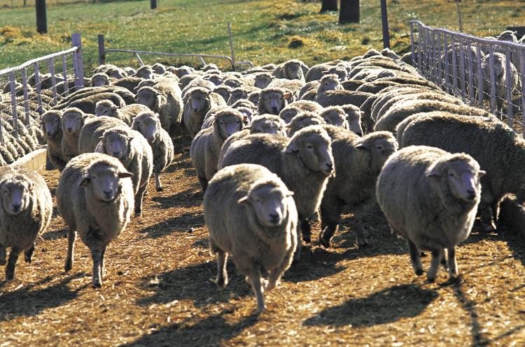 Do governments officials wish the United States to be a nation of sheep? Herd immunity doesn't apply to vaccines.  (Photos.com)