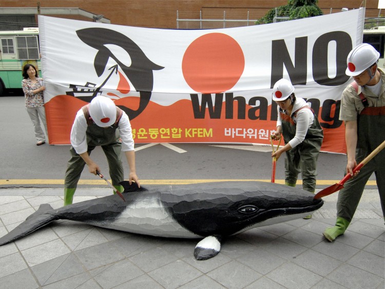 denouncing Japan's whaling