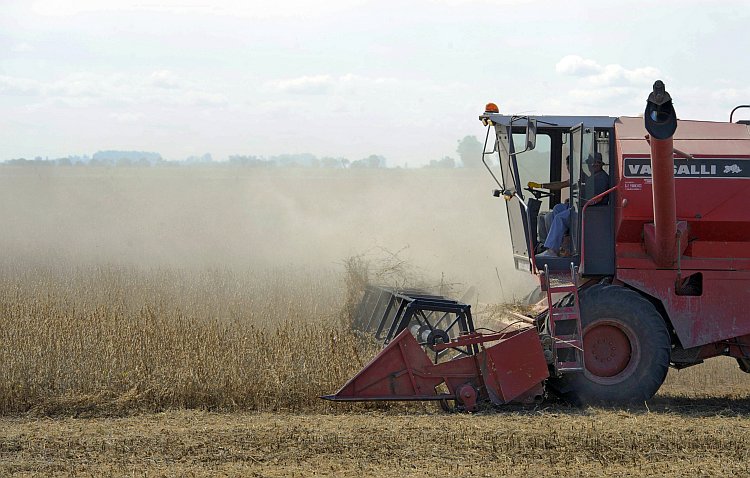 A congressional provision makes approval for bioengineered crops