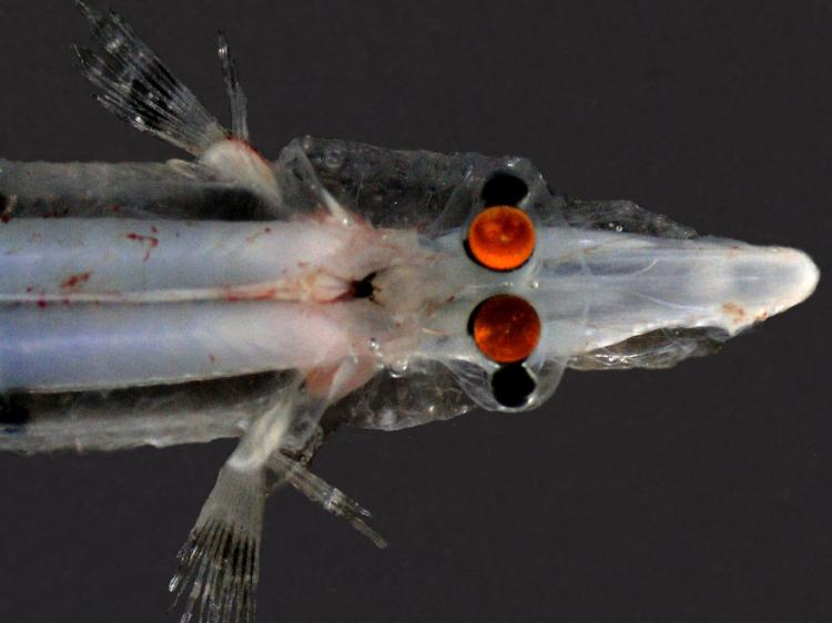 MIRROR TO THE SOUL: Researchers found Spookfish use mirrors in parts of its eyes. This view shows the fishâ��s upward pointing portion of the eye. The orange colour is from camera flash reflecting off theâ��mirrorâ�� inside the vertebrae's eyes' (Tamara Frank /Florida Atlantic University)