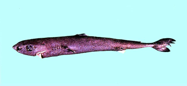 Smalleye pygmy shark. (The Fish Database of Taiwan) 