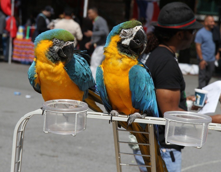 Two Macaw Parrots a male, Paco, and a female, SiSichill, during Primer Festival del Platano, an event honoring the plantain, a dietary staple for many Caribbean and African cultures. (Zack Stieber/The Epoch Times)