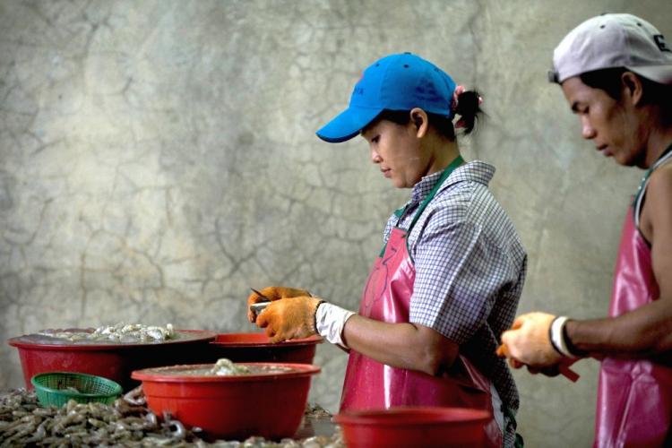 Migrant workers from Burma at work in a shrimp factory in Mahachai, on the outskirts of Bangkok. More than half a million migrants workers in Thailand, from Burma, Cambodia and Laos, face possible deportation and abuse if they fail to meet a deadline this week to register with authorities. (Nicolas Asfouri/AFP/Getty Images)