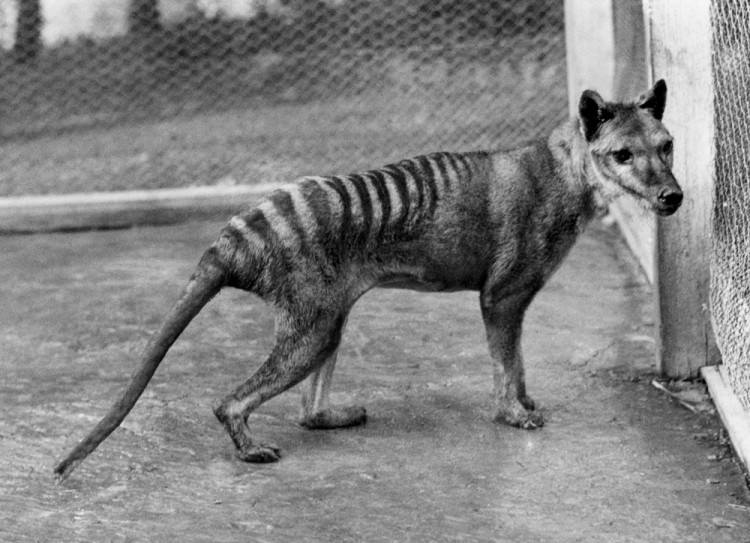 Researchers found that the Tasmanian tiger had extremely low genetic diversity. (Courtesy of The Tasmanian National Museum and Art Gallery)