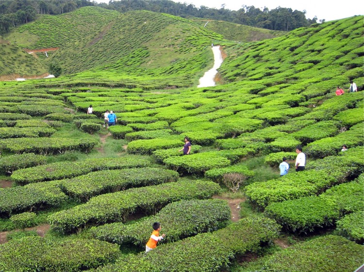 Tea has been picked and processed in China