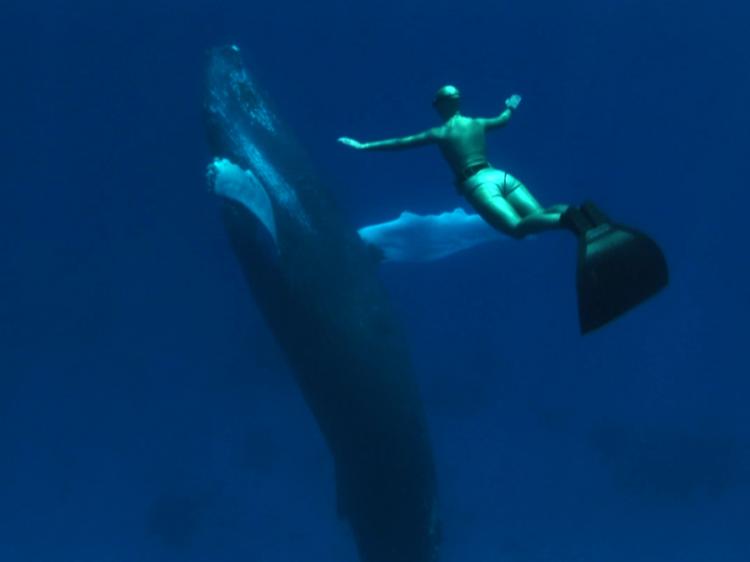 SWIMMING WITH WHALES: A scene from 'The Cove.' (Submarine Films)