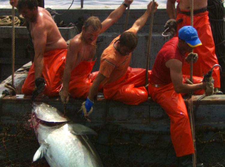HOOKED:A still from The End of the Line, the worlds first major documentary about the devastating impact of overfishing