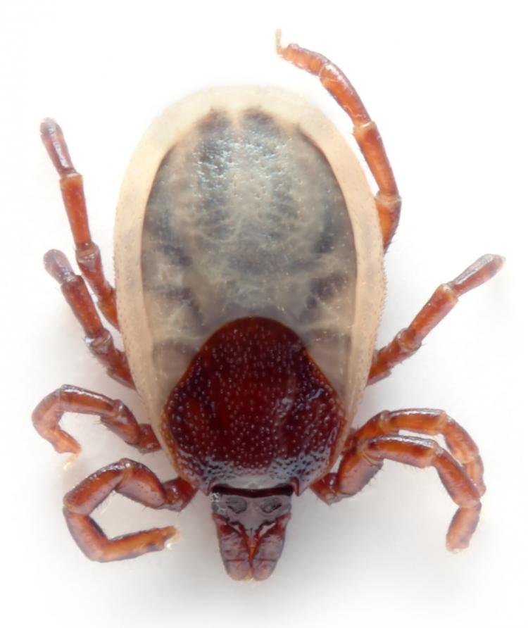 Tick bites have caused more than ten deaths in China. (Andre Karwath/Wikimedia Commons)